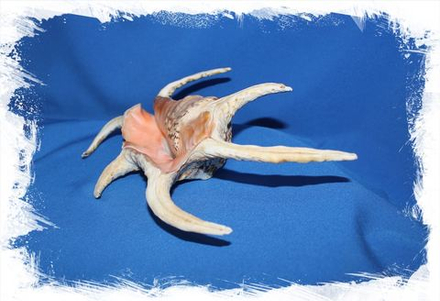 Ламбис Ширагра, 15-17см, 1шт