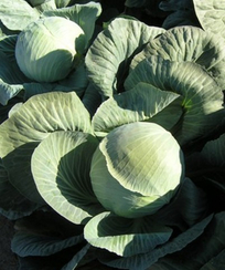 Фундакси F1 семена капусты белокочанной (Seminis / Семинис)