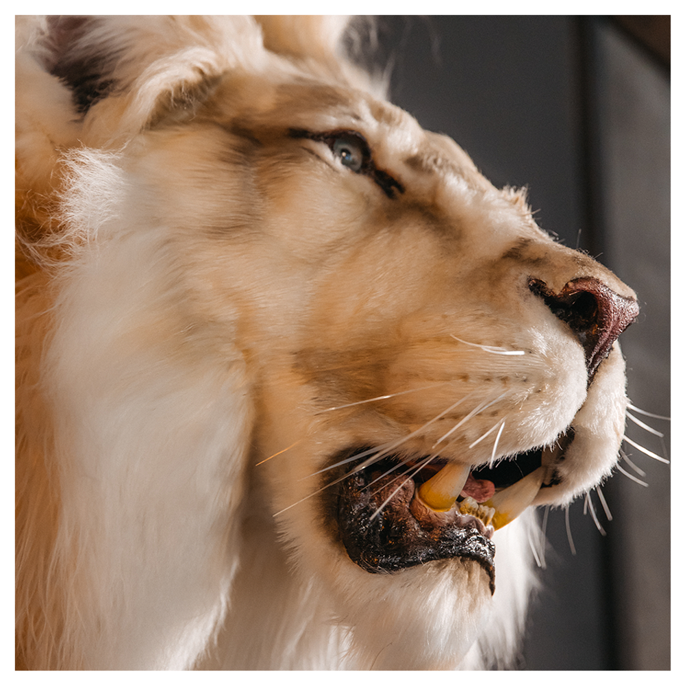 Реплика головы «Африканский лев»