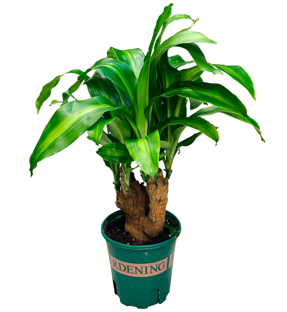 Драцена фрагранс Массанжеана