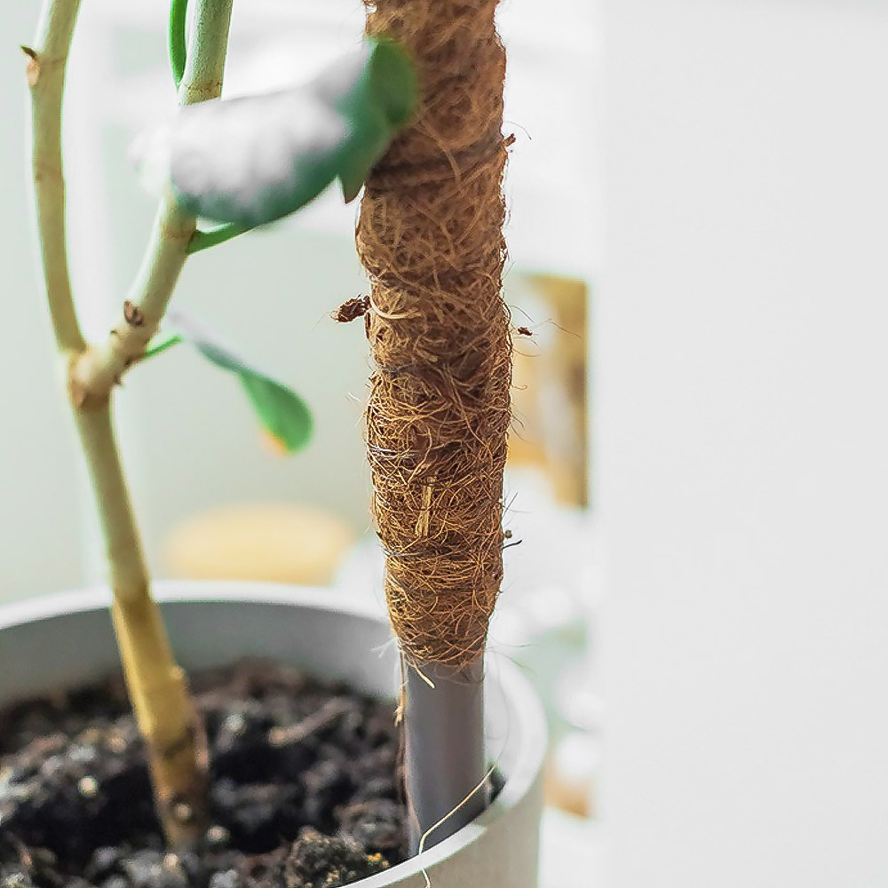 Опора для цветов 120см d-25см с кокосовым волокном