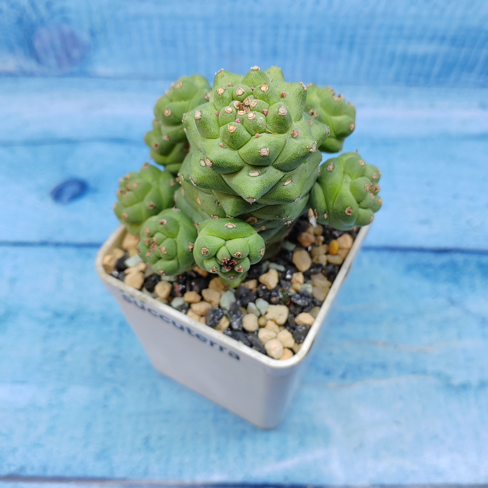 Monadenium Ritchiei (Монадениум)
