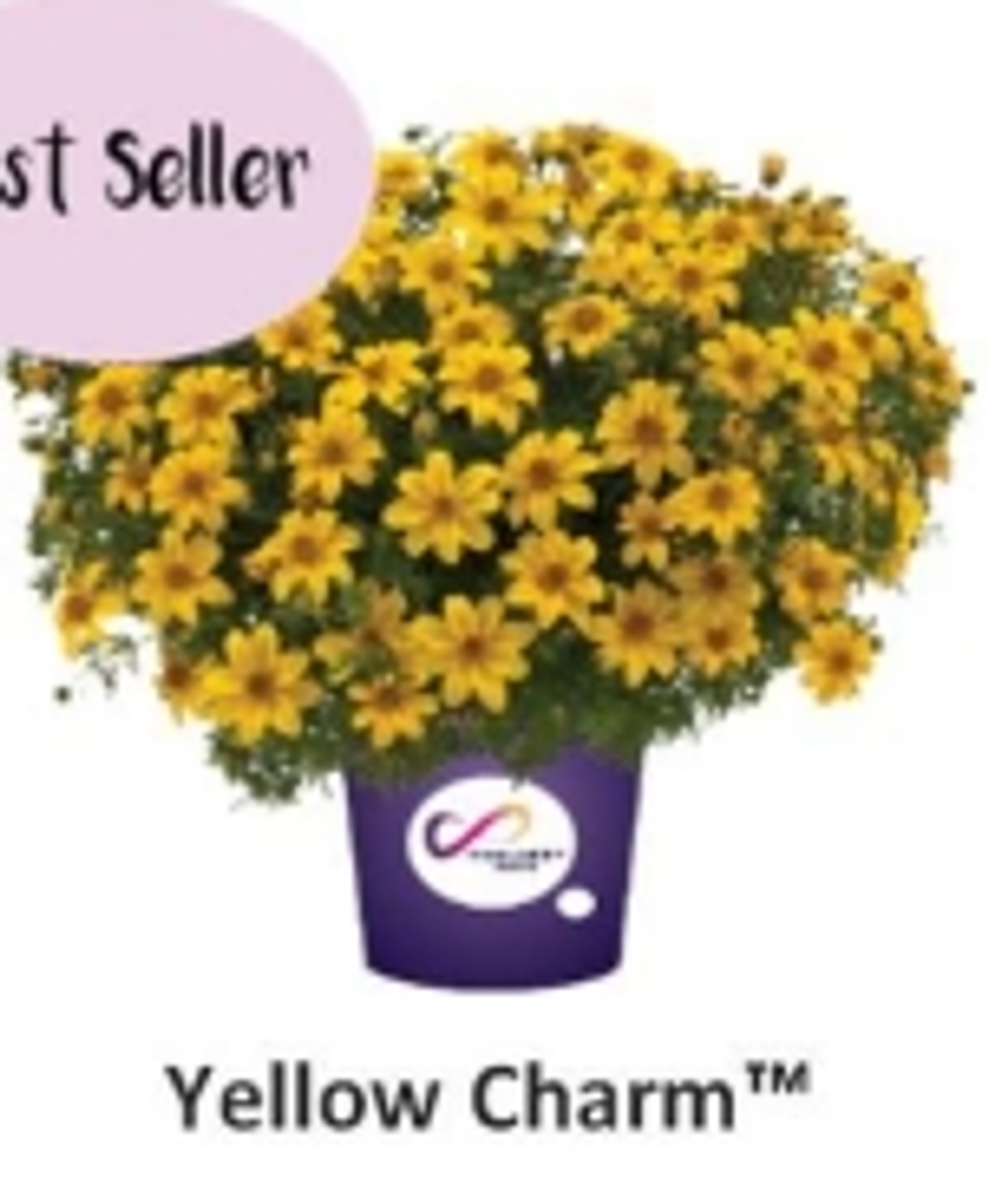 ЕВРО Биденс Yellow Charm укорененный ЕВРО черенок НАЧАЛО ЯНВАРЯ поставка 5