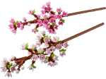 Конструктор LEGO Botanical Collection 40725 Цветущая вишня
