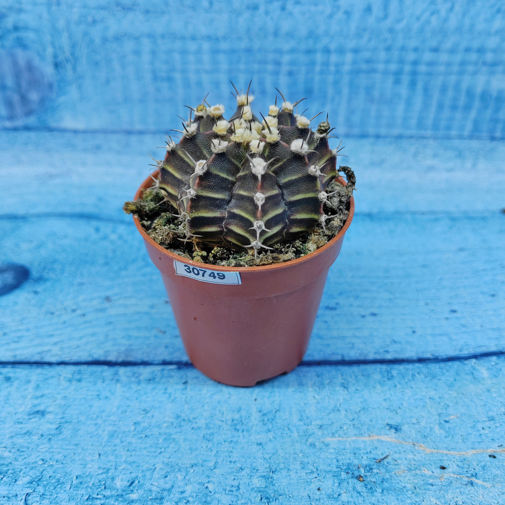 Gymnocalycium Friedrichii (Гимнокалициум)
