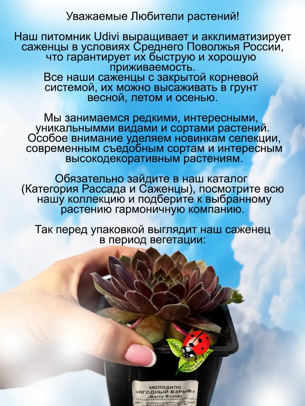 Молодило Ягодный взрыв хамелеон