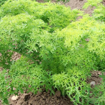Карашина - Японский Салат Золотые Кружева - からし菜