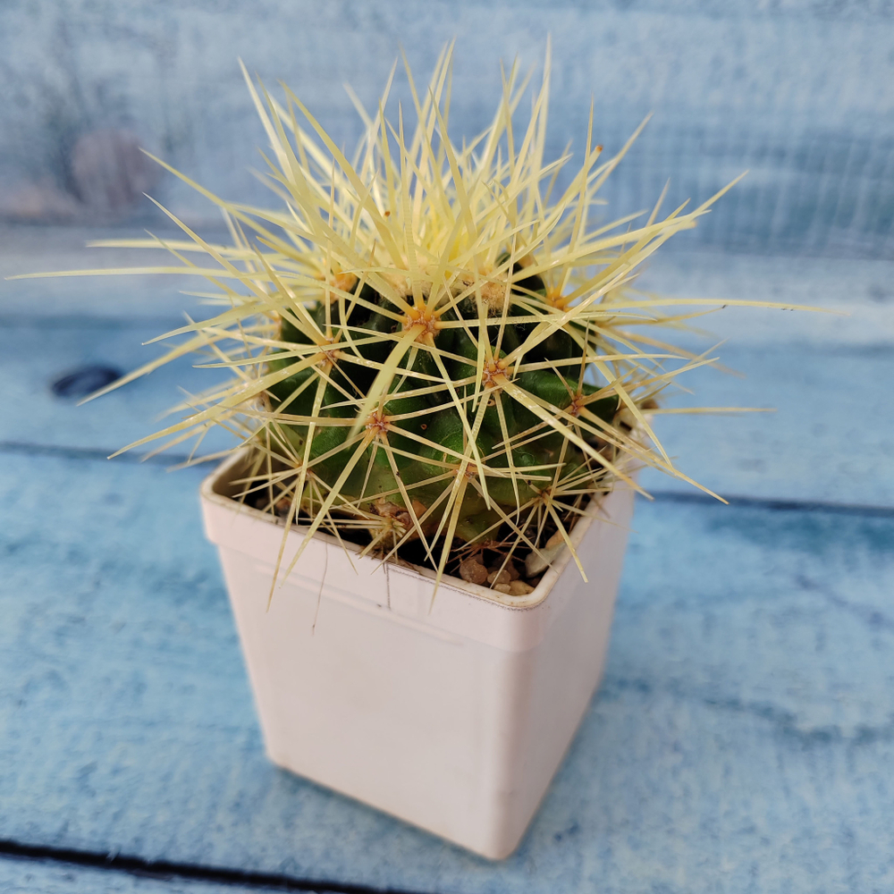 Echinocactus Grusonii (Эхинокактус)