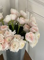 Ранункулюс