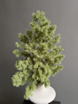 Аспарагус стабилизированный салатовый