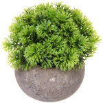 Цветочная композиция «Green garden» 10*12см в горшке, шишка