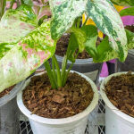 Сингониум YOK SIAM