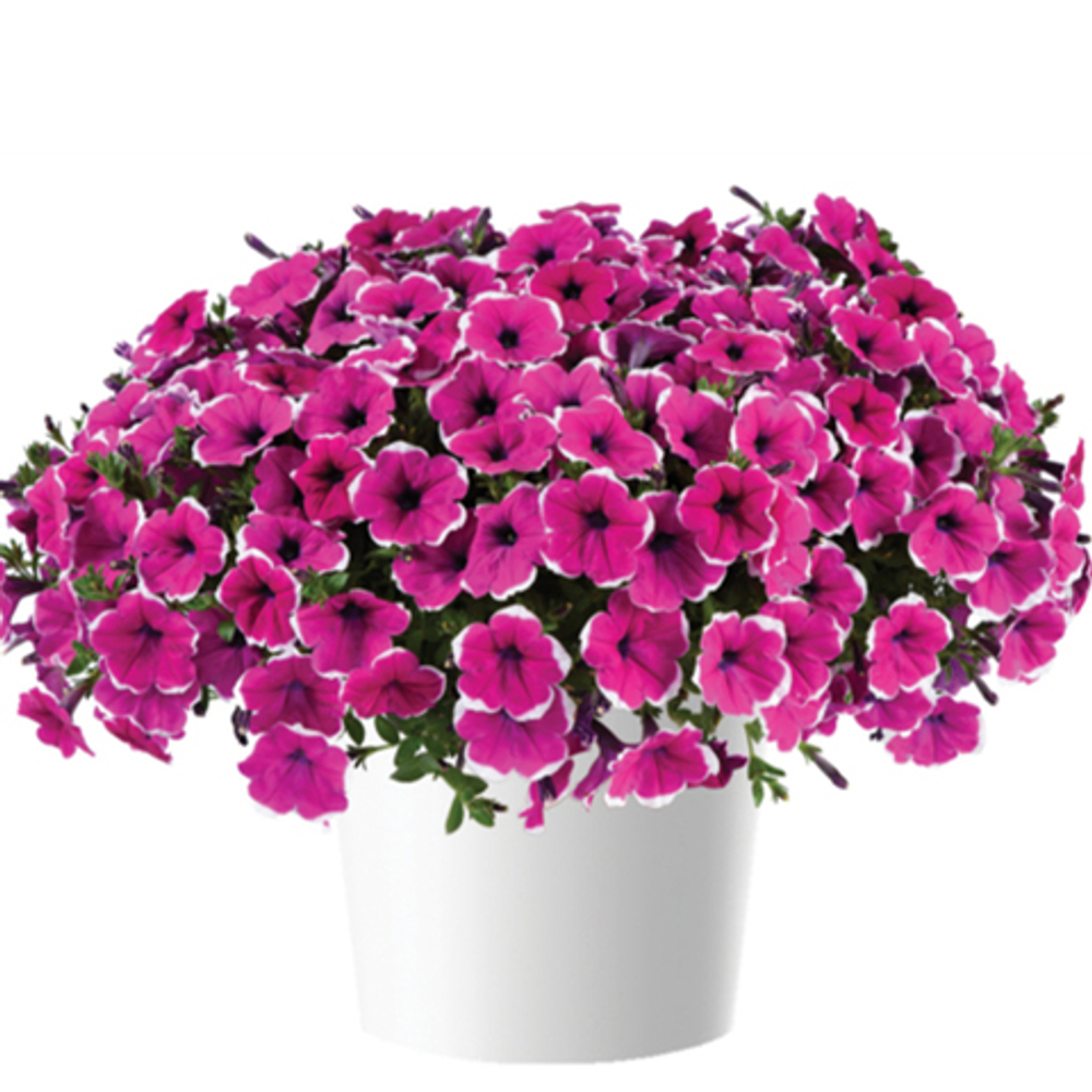 Петуния Cascadias Rim Cherry Imp