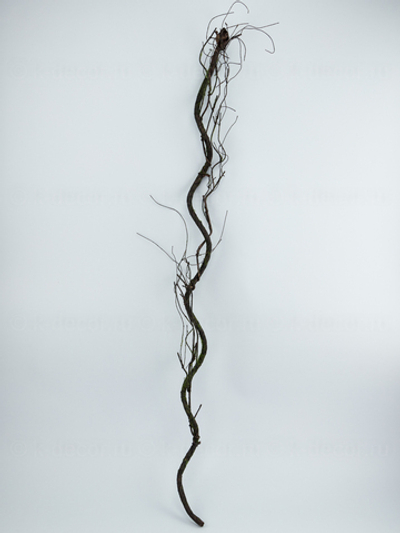 Коряга Лесная