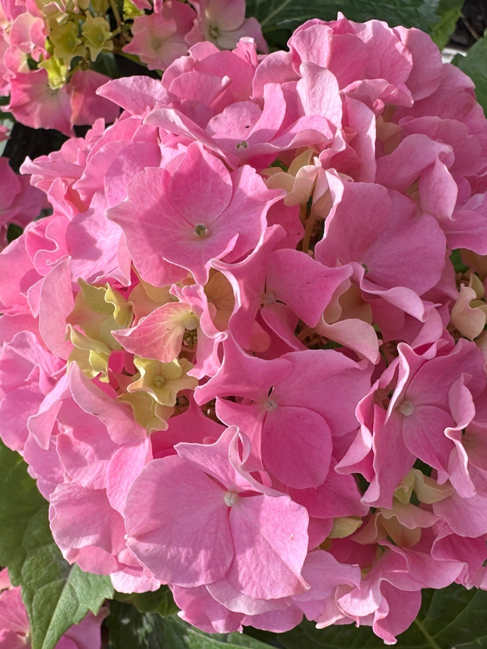 Серфинг сафари Сисайд Пинк (Safari Seaside Pink) Р9