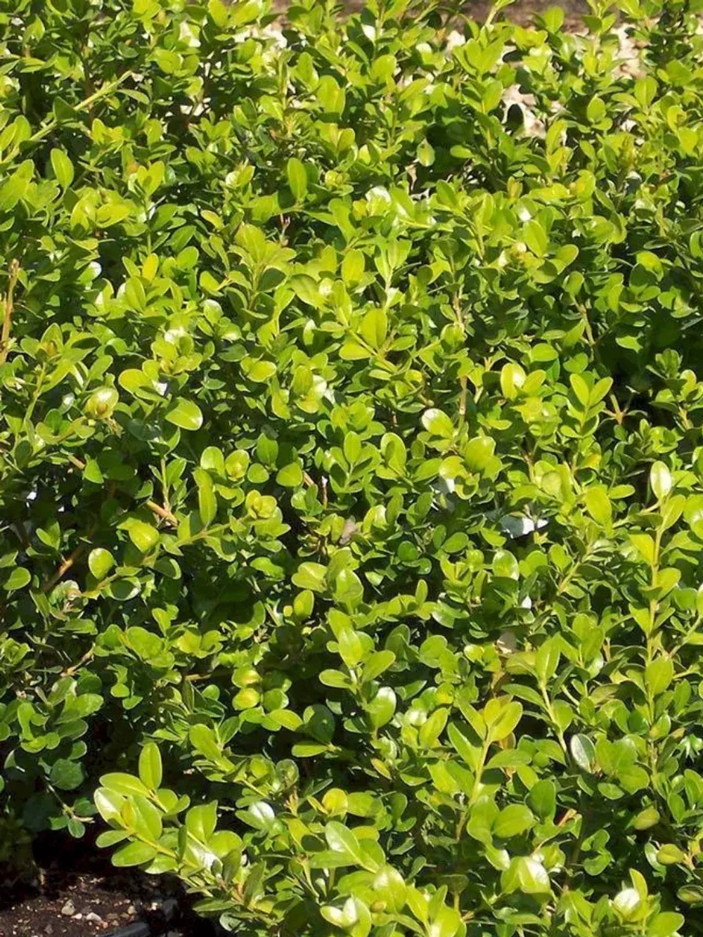 Семена Самшит мелколистный корейский 1гр