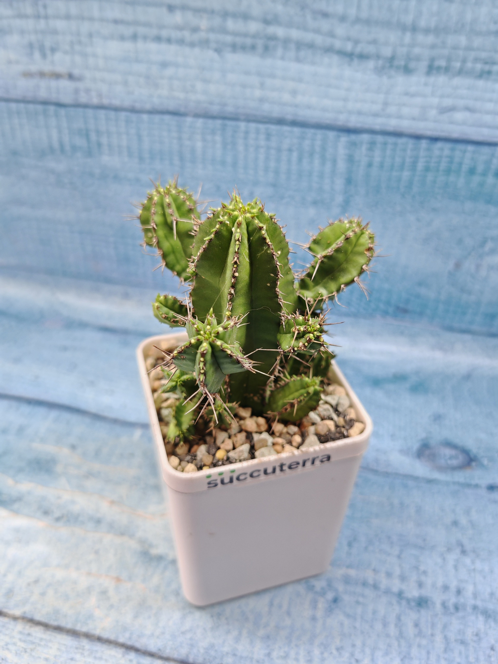 Euphorbia Fruticosa (Эуфорбия)