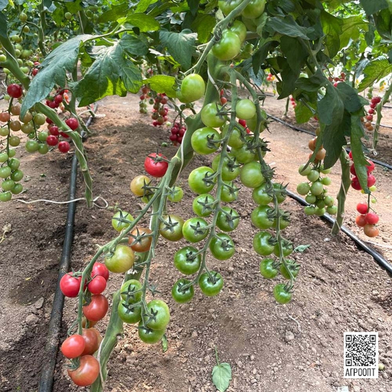 Рознари F1 семена томата индетерминантного (Rijk Zwaan / Райк Цваан) культура – фото 7