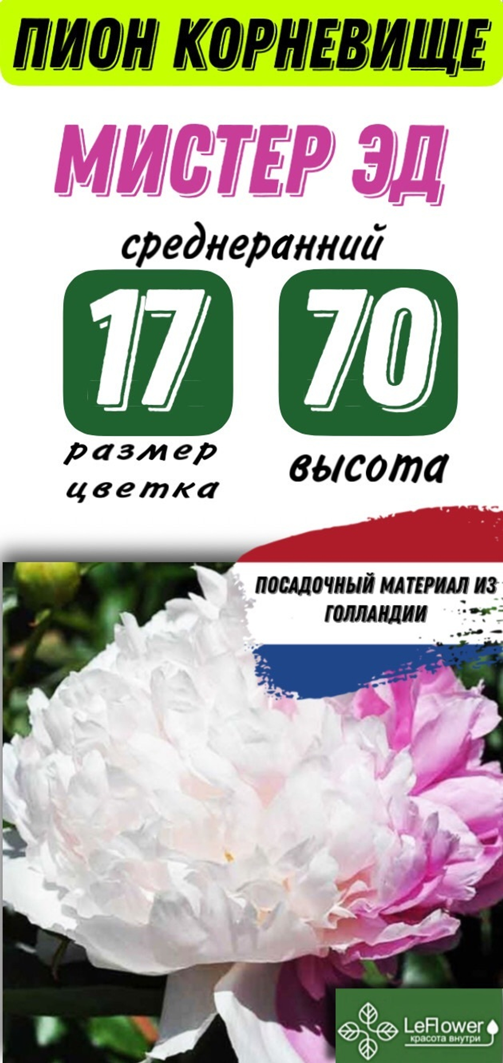 Пион Корневище, Мистер Эд ,1шт,Голландия