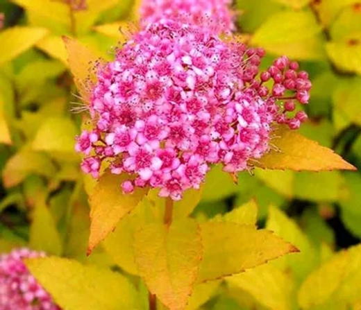 Спирея японская Голден Принцесс С3 Закупка М60 июнь 2026