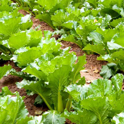 Тяньцзиньская Высокогорная Китайская Капуста - Тяньцзинь Бай Цай - 天津白菜 - Chinese Tianjin Cabbage