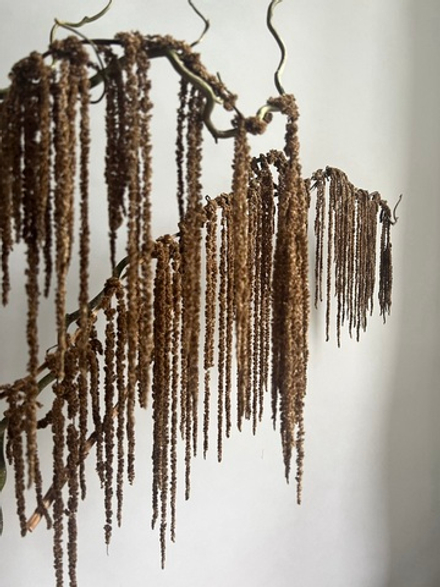 Амарант стабилизированный коричневый