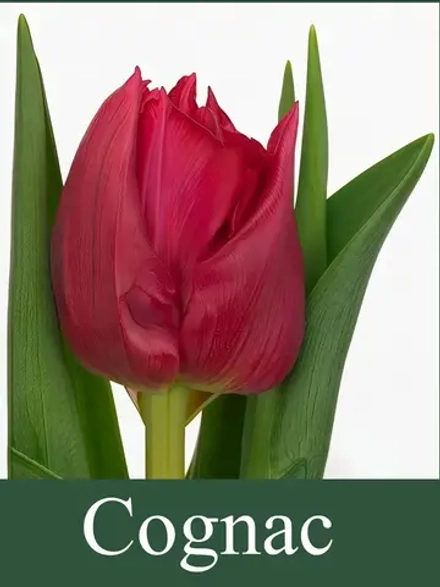 Тюльпаны Cognac 4 шт, набор луковиц
