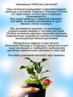 Шалфей Голубые холмы дубравный голубой Блаухюгель