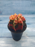 Gymnocalycium Variegata (Гимнокалициум Вариегатный)