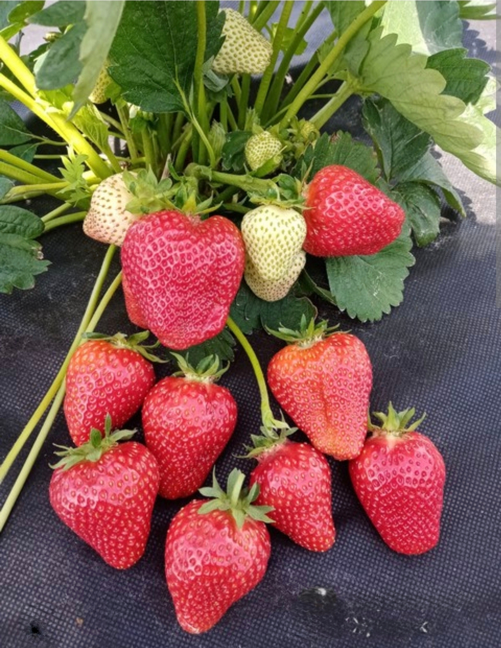 Клубника Сандра