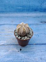 Astrophytum Asterias "Super Kabuto" (Астрофитум)