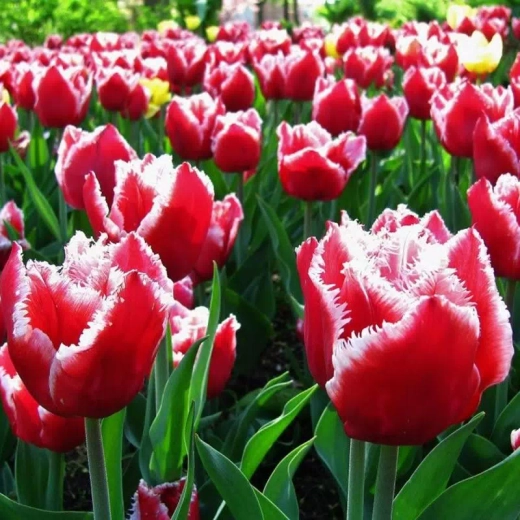 Тюльпан Канаста Закупка М78 сентябрь 2026