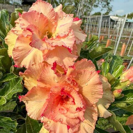 Адениум DUYEN DANG