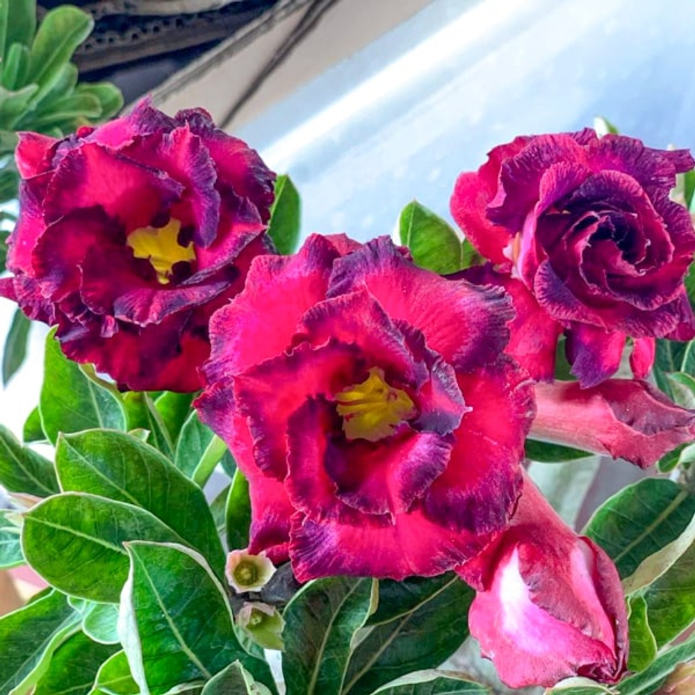 Адениум обесум 377