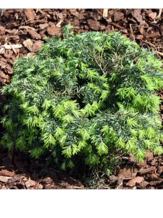 Тсуга канадская Джедделох С5 20-30 см Закупка М49 весна 2026