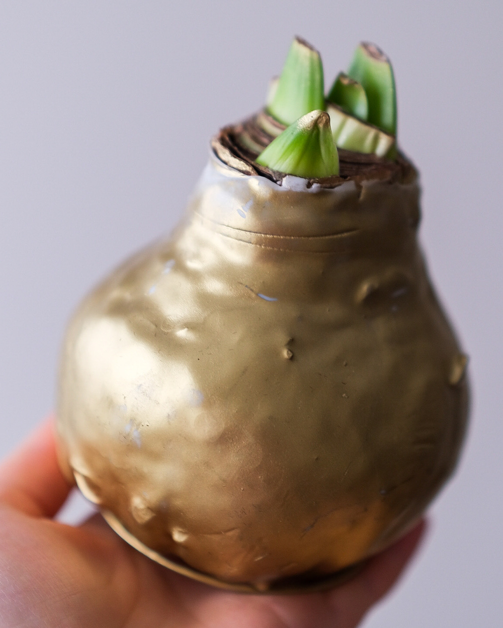 Луковица красного амариллиса в золотом воске