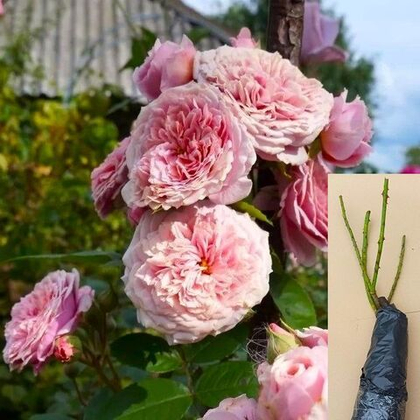 Роза Квинси Джонс чайно-гибридная саженец с ОКС.