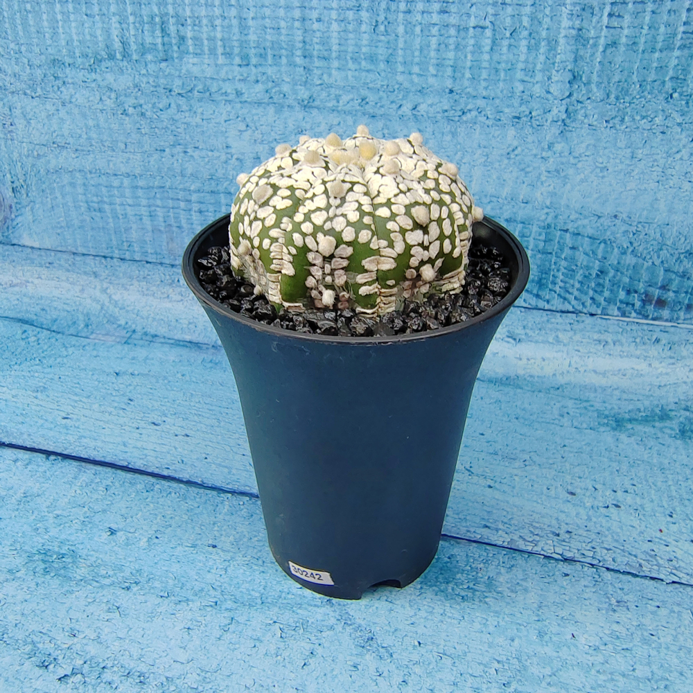 Astrophytum Asterias (Астрофитум)