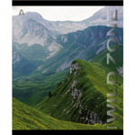 Тетрадь 36 л., А5, линия, Alingar, "Wild zone", скрепка, офсет, мелованная бумага, 5 дизайнов в пленке т/у
