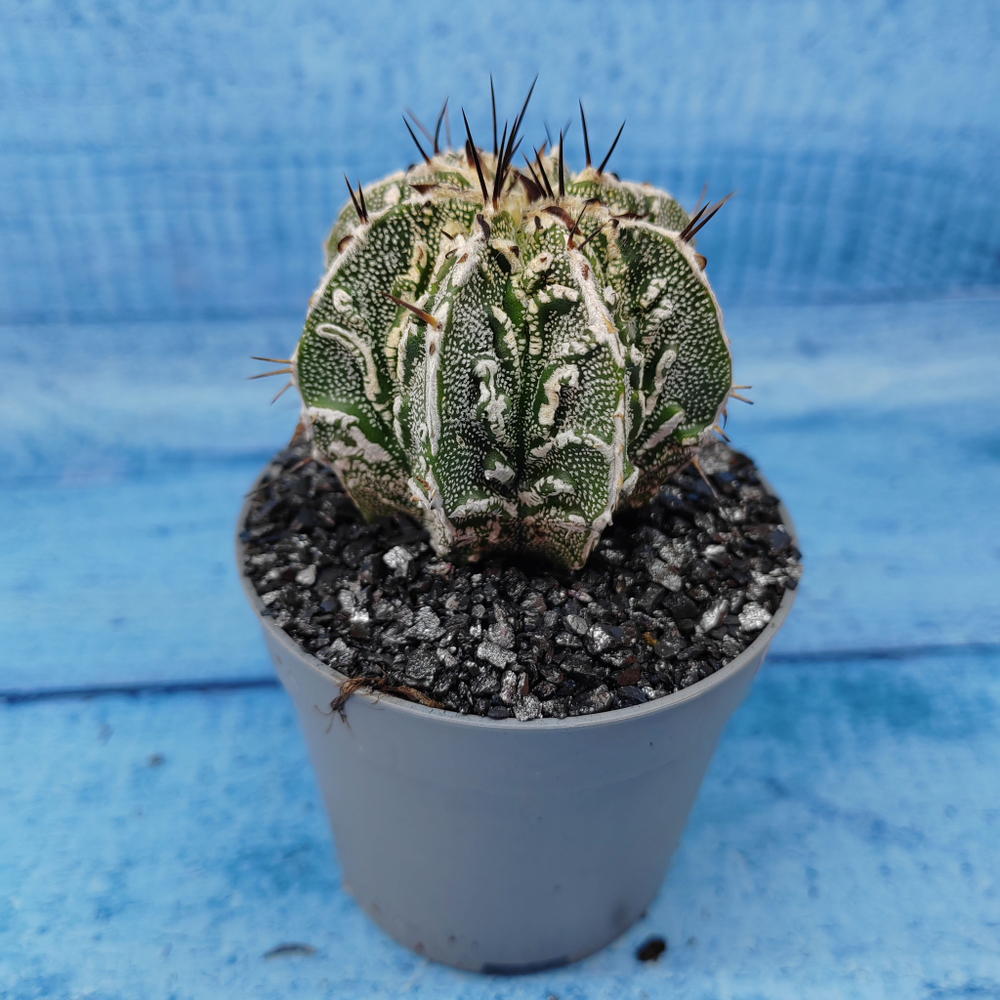 Astrophytum Myriostigma cv. Fukuryu (Астрофитум)