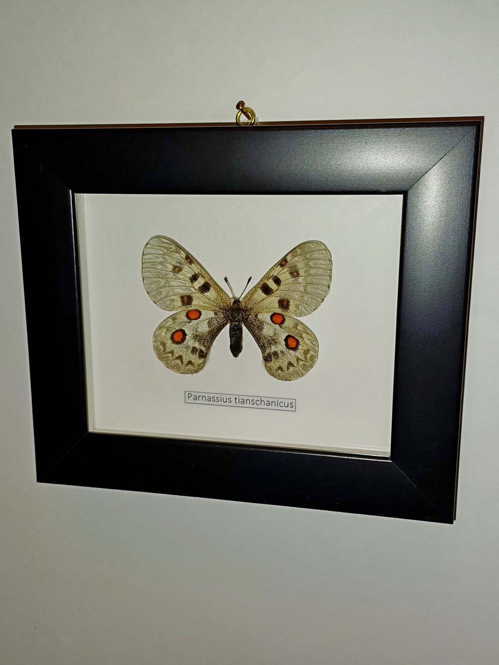 Бабочка Parnassius tianschanicus самка в рамке
