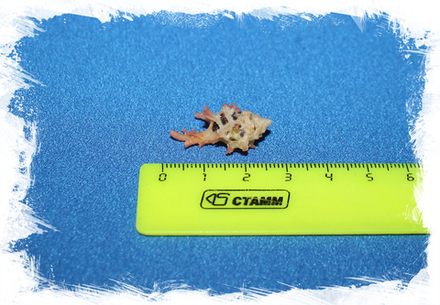 Мурекс мартинетана (Pterynotus Martinetana)