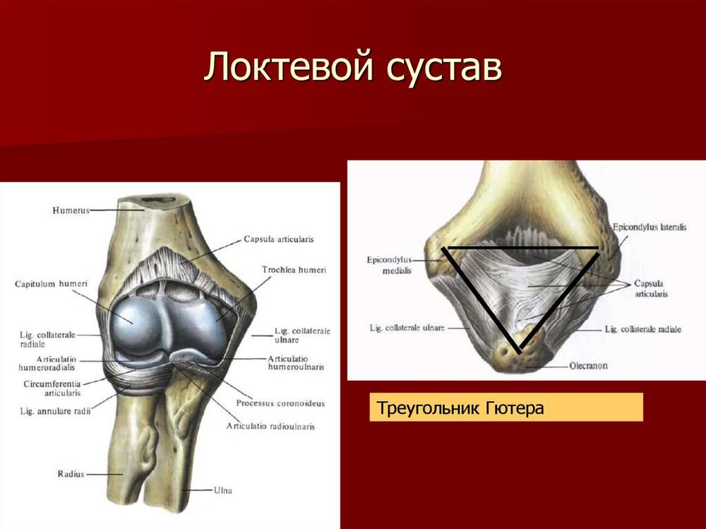 Модель Локтевой сустав (подвижная) — купить по ФГОС | Учебный стандарт