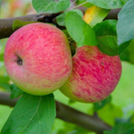 Яблоня летняя Мелба (3-летняя) п/карл.подвой ЗКС