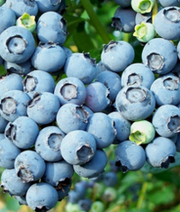 Голубика высокорослая БЛЮКРОП С20 Закупка М44 апрель 2026