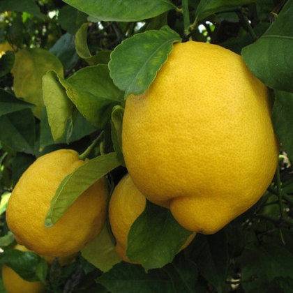 Лимон "Лисбон"  (горшок 2 л)
