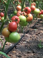 Мей Шуай F1 семена томата индетерминантного (Seminis / Семинис)