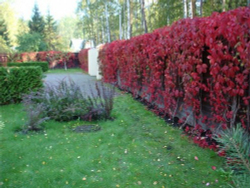 Виноград девичий murorum