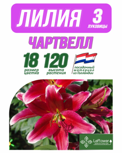 Лилия Луковица, Чартвелл, 3 шт