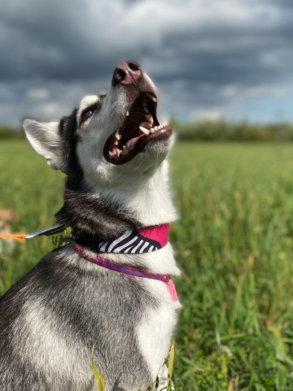 Ошейник Вайб 90-х, наличие